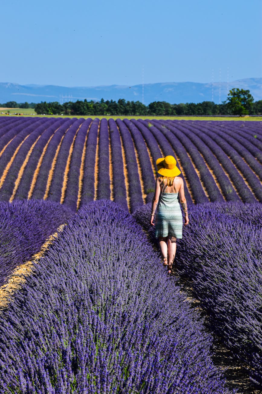 Provence (Lavender)