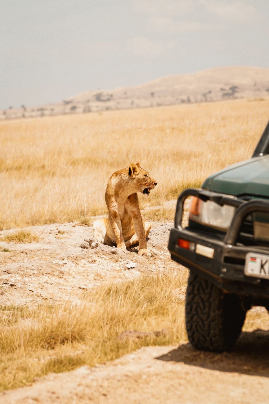Great Migration in Tanzania