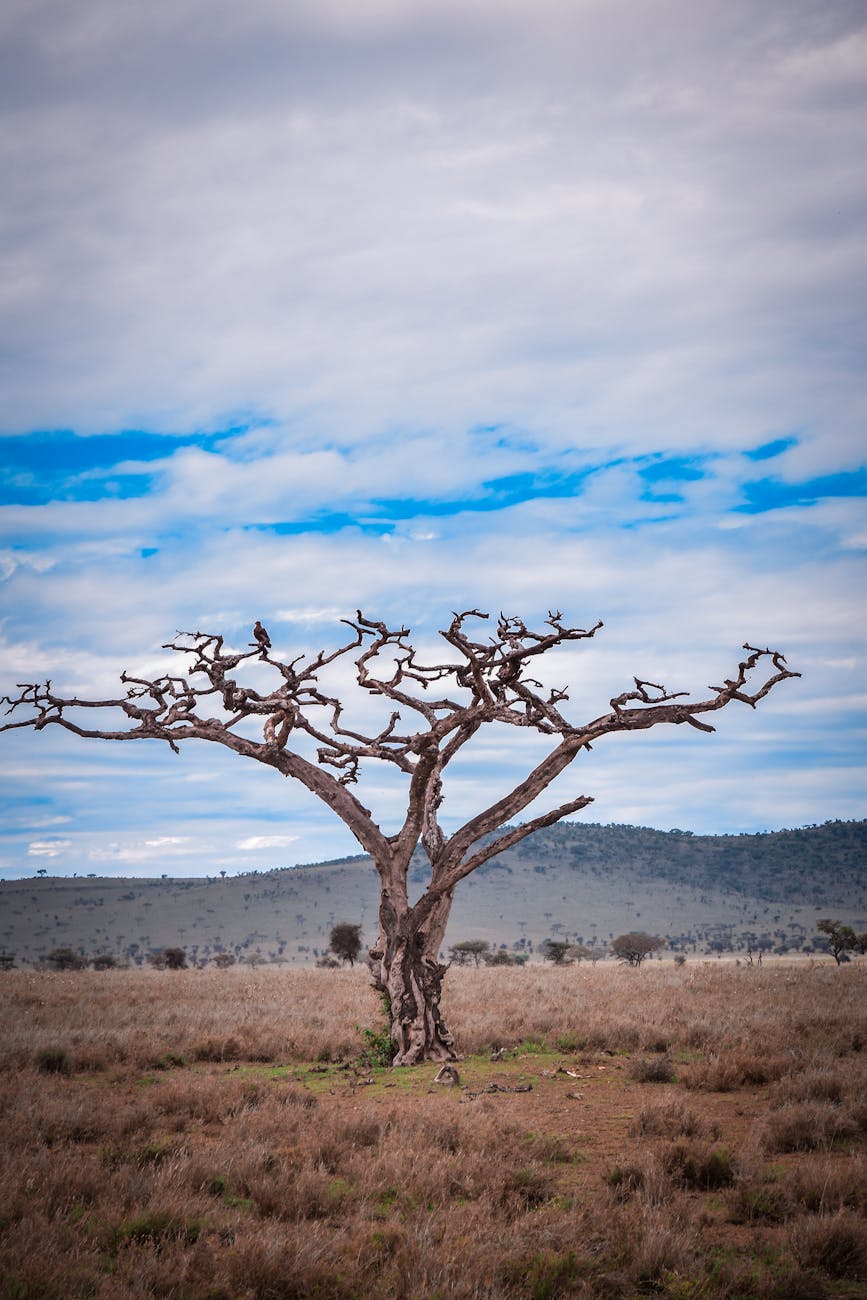 Great Migration in Tanzania