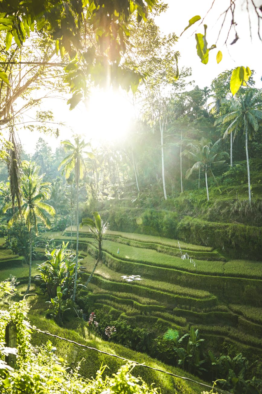 Ubud rice terraces in Indonesia