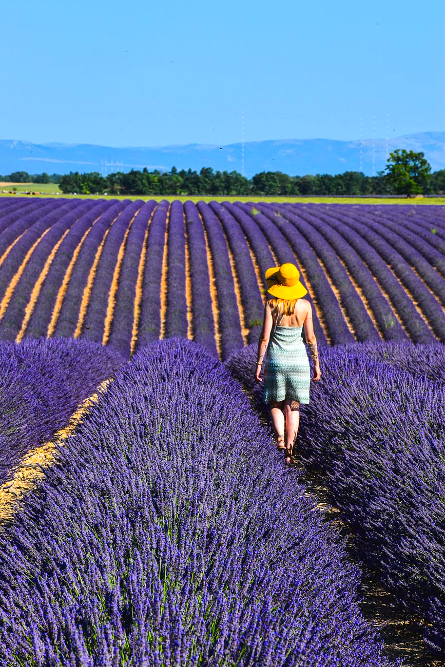 Valensole fields in France