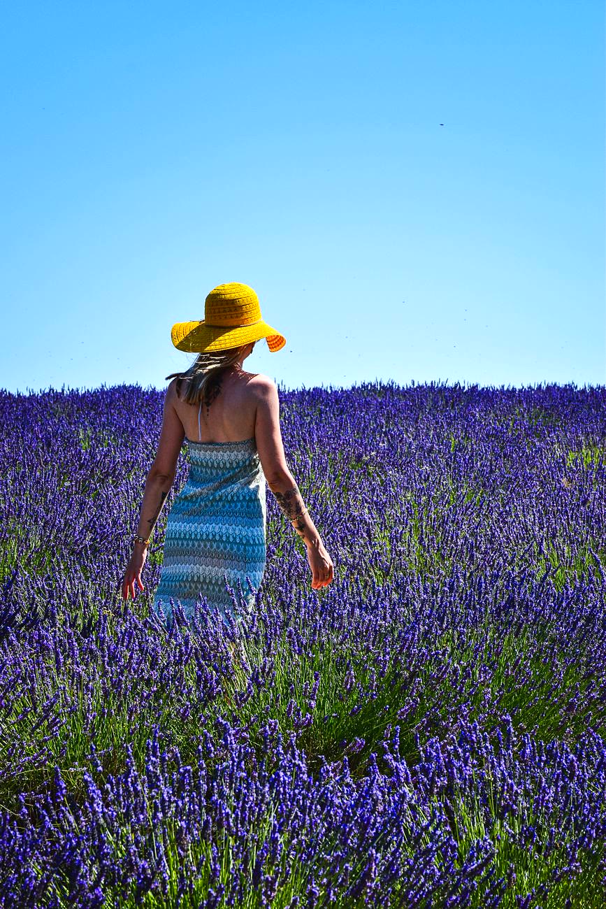 Valensole fields in France