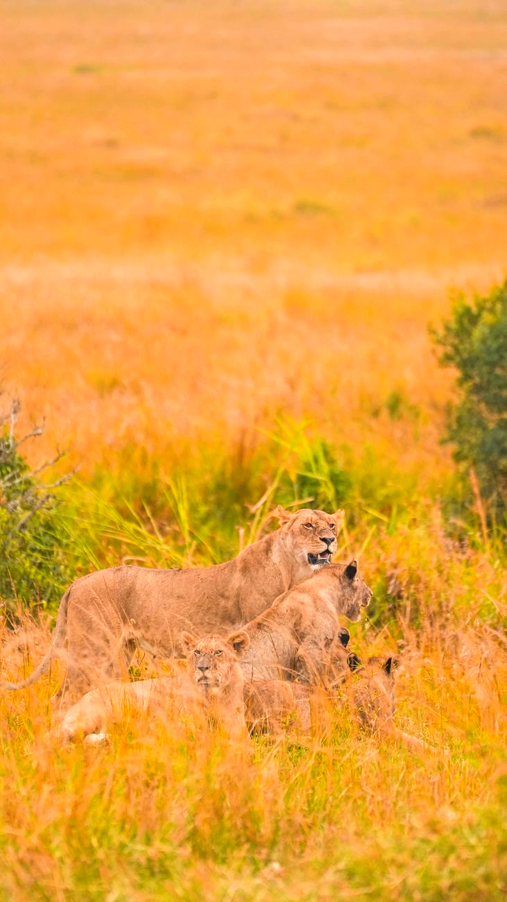 Great Migration in Tanzania