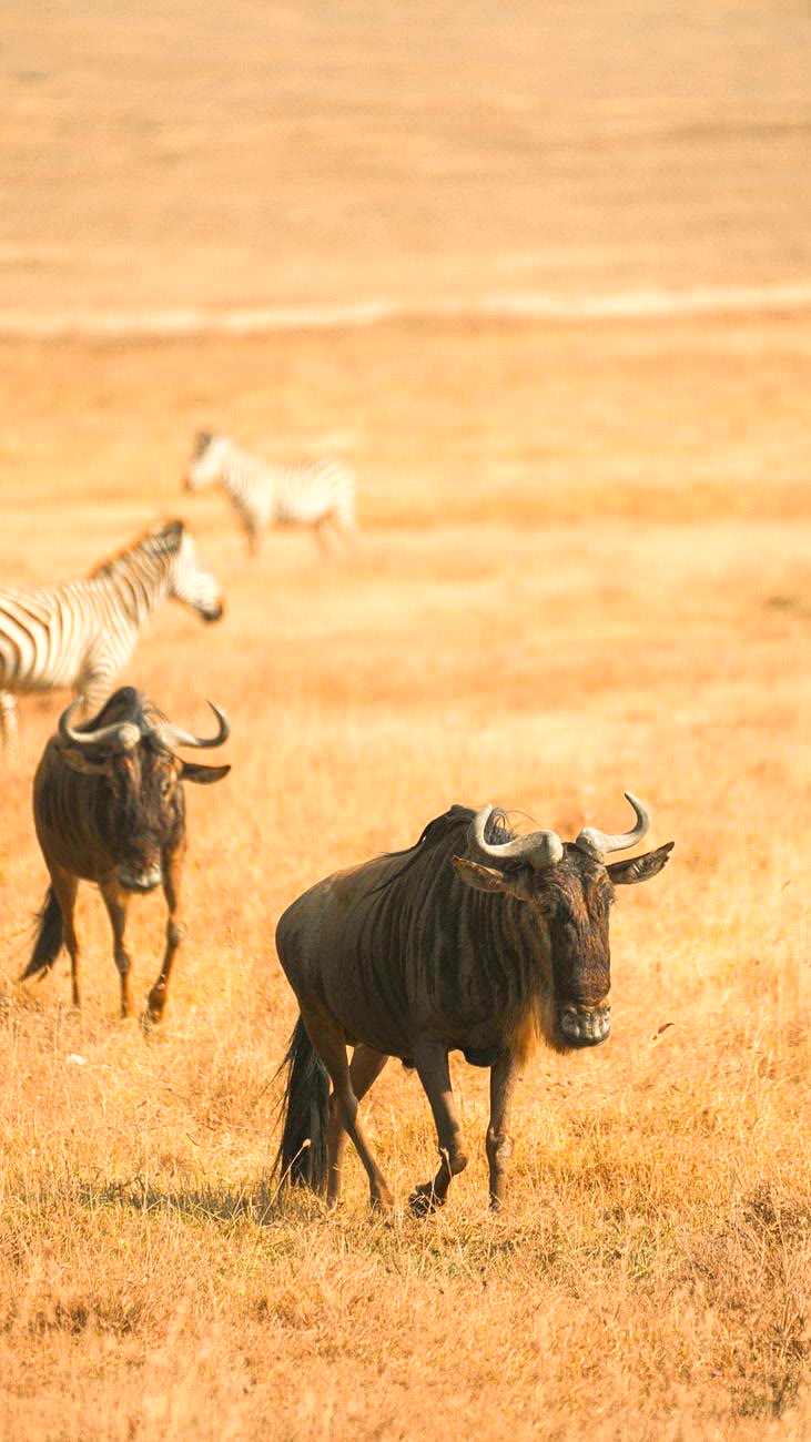 Great Migration in Tanzania